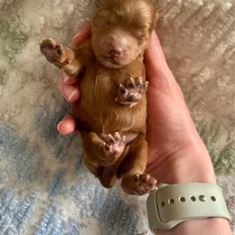 Hawthorn - Apricot male Cavapoo puppy in Columbia, Missouri from Jorden’s Cavapoo’s