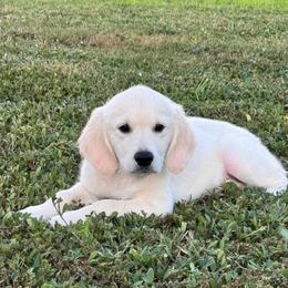 Clifford - Light golden male Golden Retriever puppy in Lehigh Acres, Florida from Puppy Love