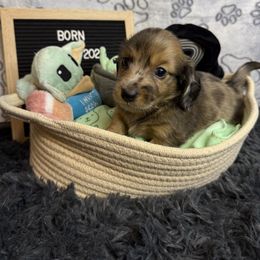 Hank Williams - Dapple Dachshund puppy in Tacoma, Washington from Tiny Dancer Dachshunds