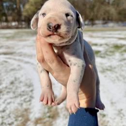 Shillow - White and black female Dalmatian puppy in Mt. Vernon, Texas from Double B