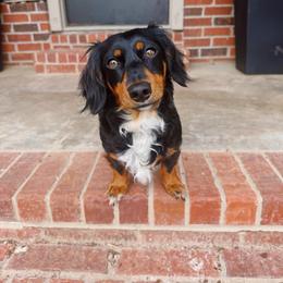 Dixie - Dachshund