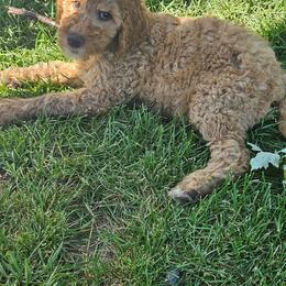 Girl 2 - Parti female Poodle puppy in Detroit, Michigan from Pretty Spoiled Spoos llc