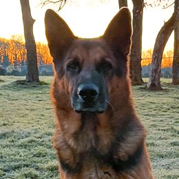 Dachshunds and German Shepherds from Garage Door Kennels