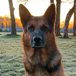 Dachshunds and German Shepherds from Garage Door Kennels