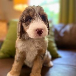 Blue boy - Chocolate merle male Bernedoodle puppy in Valdese, North Carolina from Doodling All Day Goldendoodles
