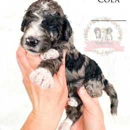 Male Pick Number 1 - Blue merle male Aussiedoodle puppy in Corydon, Indiana from Ridgeline Doodles
