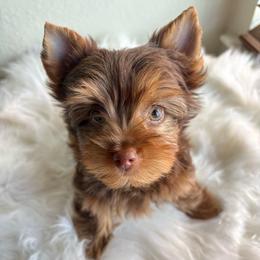 Chester (Red Collar) - Chocolate and tan male Yorkshire Terrier puppy in Riverbank, California from Yorkie_Wonderland and Stud Services
