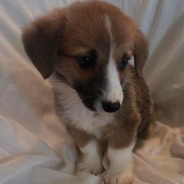 Archie - Red male Pembroke Welsh Corgi puppy in Madera, California from RRR Corgis