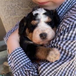 Boy 1 - Tri-color male Bernedoodle puppy in Surprise, Arizona from Huckleberry Doodles