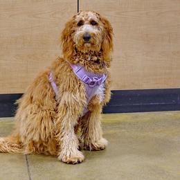 Goldendoodle All Grown Up from Dawnie’s Doodles