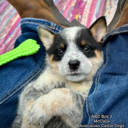 AKC Boy 2 Mississippi - Blue mottled male Australian Cattle Dog puppy in Mc Comb, Mississippi from McCall's Mississippi AKC Blue Heelers Australian Cattle Dogs