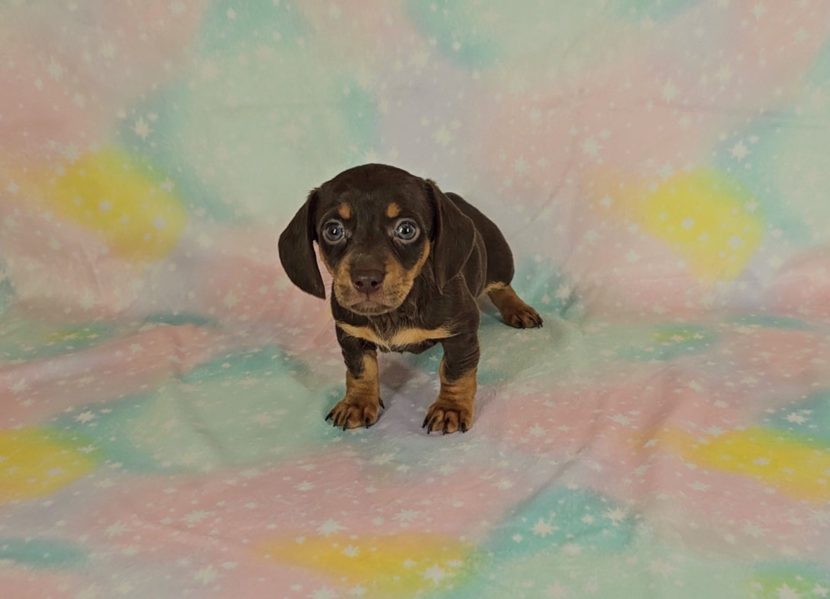 Dachshund Puppies from Newbern's Nuggets