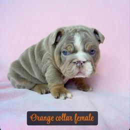 Orange - Lilac tri-color female Bulldog puppy in Seattle, Washington from Authentic Bullys