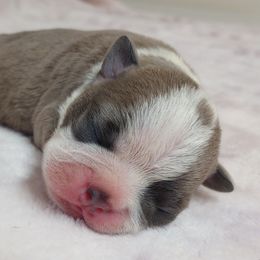 Pal - Lilac male Boston Terrier puppy in Corning, California from SB Bostons