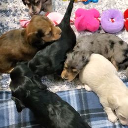 Dachshund Puppies from Heart 2 Heart Puppies