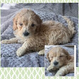 G2- lt Green - Cream female Goldendoodle puppy in Ankeny, Iowa from Iowadoodles2love