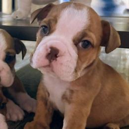 Sam - Red and white male Bulldog puppy in Lake Stevens, Washington from Washington Bulldogs