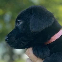 Diva-light pink collar - Black Labrador Retriever puppy in Springfield, Missouri from Kellner Labradors