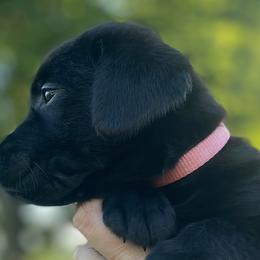 Diva-light pink collar - Black Labrador Retriever puppy in Springfield, Missouri from Kellner Labradors