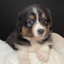 TASHA - Black tri-color female Australian Shepherd puppy in Hayward, California from Grissom’s Aussies