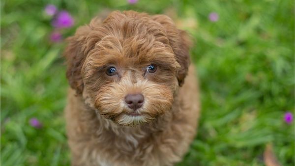 Find Havapoo puppies for sale near Georgia