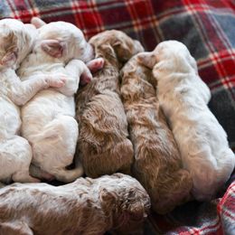 Goldendoodle Puppies from Pond Town Pups