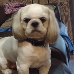 GIZMO - Shih Tzu