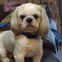 GIZMO - Shih Tzu