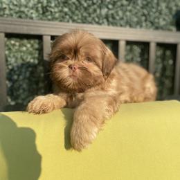 Girl 3 Sasha - Liver female Shih Tzu puppy in Troy, Michigan from "Shihtzu Best Friend"