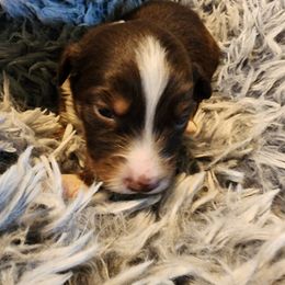 Australian Shepherd Puppies from Steel Magnolia Aussies