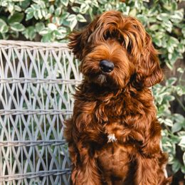 Lola - Australian Labradoodle