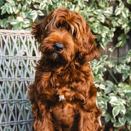 Lola - Australian Labradoodle