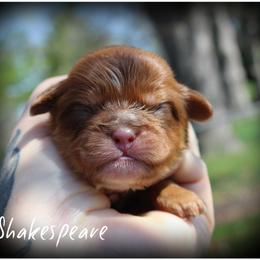 Shakespeare - male Shih Tzu puppy in Warren, Michigan from Danielle's Yorkie Babies