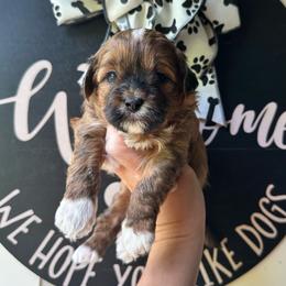 Red Male - Red and white male Shihpoo puppy in Asheboro, North Carolina from Southern Bred Pups
