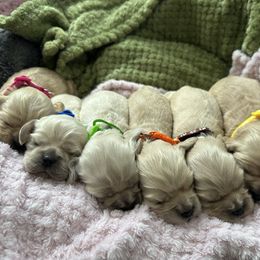 Three - Buff male Cocker Spaniel puppy in Hayward, California from Villa Coco