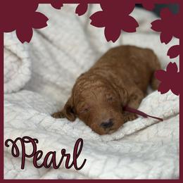 Pearl - Red  female Poodle puppy in Dayton, Texas from Wolfe Island Poodles