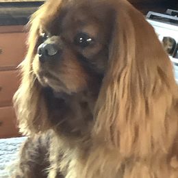 Baron - Cavalier King Charles Spaniel