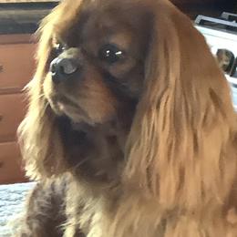 Baron - Cavalier King Charles Spaniel