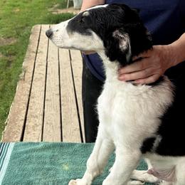 Borzoi Puppies from Emerald City Borzoi