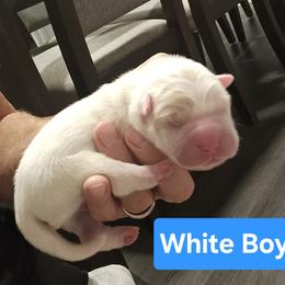 White Boy - White male Chinese Shar-Pei puppy in Blossvale, New York from CNY Shar Peis