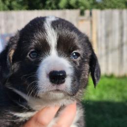 Oynx - Brindle and white female American Corgi puppy in Boise, Idaho from Porter Creek Corgis