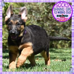 SOCKS IS SUPERB - Black and red female German Shepherd puppy in Murrieta, California from Diamond Oaks German Shepherds