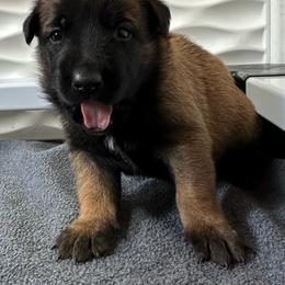 Purple - Fawn sable female Belgian Malinois puppy in Ellerbe, North Carolina from Grand Prix Kennel