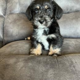 Duke - Black and tan male Pembroke Welsh Corgi puppy in Stuart, Iowa from Johnson Family Paws