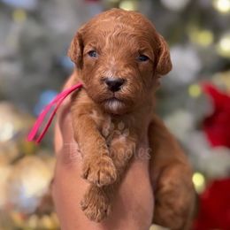 Chanel - Red  Poodle puppy in New Jersey from TK Poodles