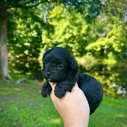 Spike - Black & white male Maltipoo puppy in Coal City, Indiana from Angel Blue Dogs
