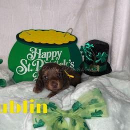 Dublin - Chocolate and cream male Dachshund puppy in Monitor, Washington from Shannon Dolly’s Dachshunds
