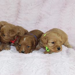 Cavalier King Charles Spaniels and Cavapoos from Homeland Cavaliers and Cavapoos
