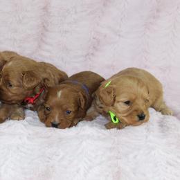 Cavalier King Charles Spaniels and Cavapoos from Homeland Cavaliers and Cavapoos