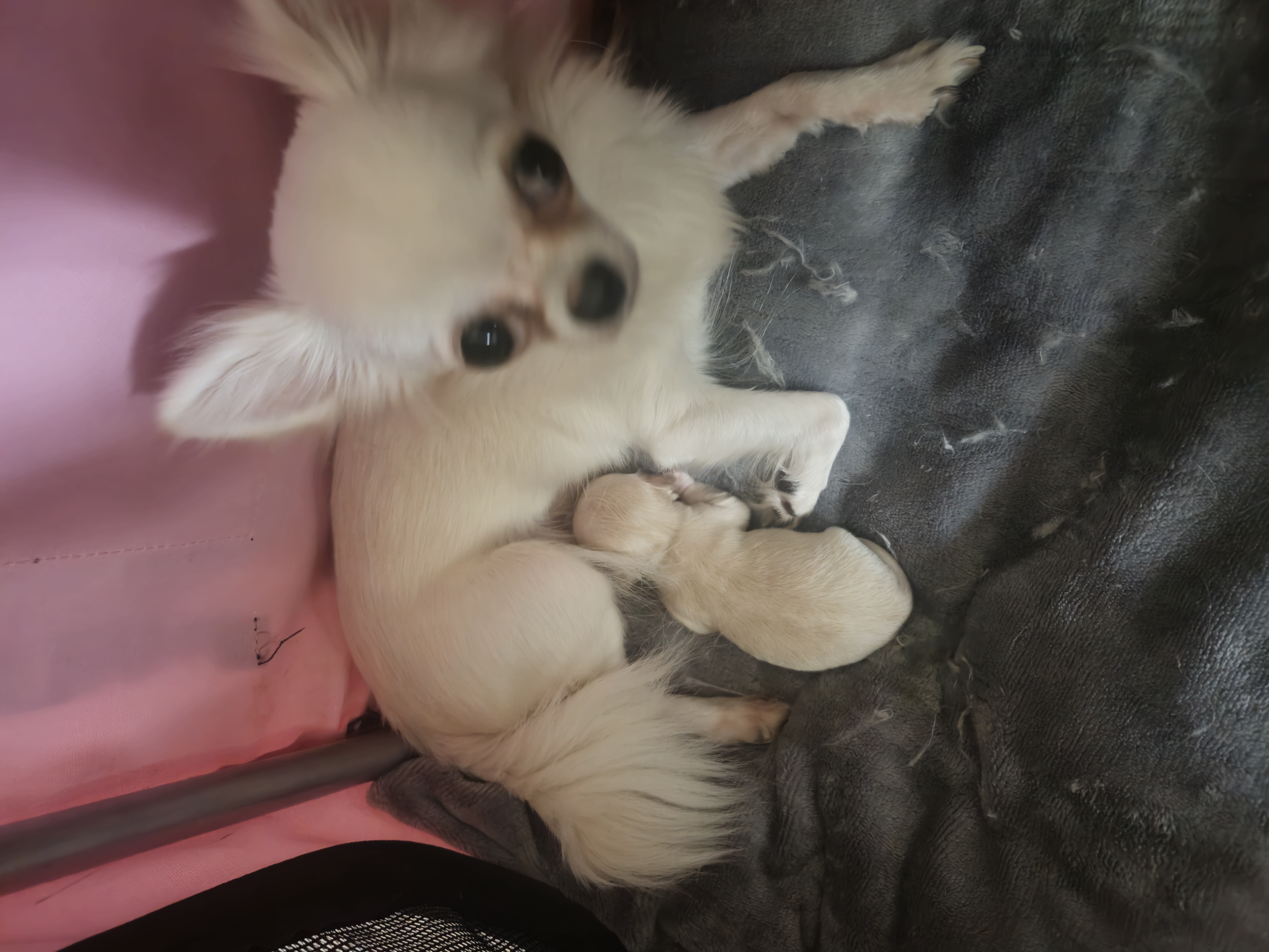 Chihuahua Puppies from Chihuahua Angel Babies